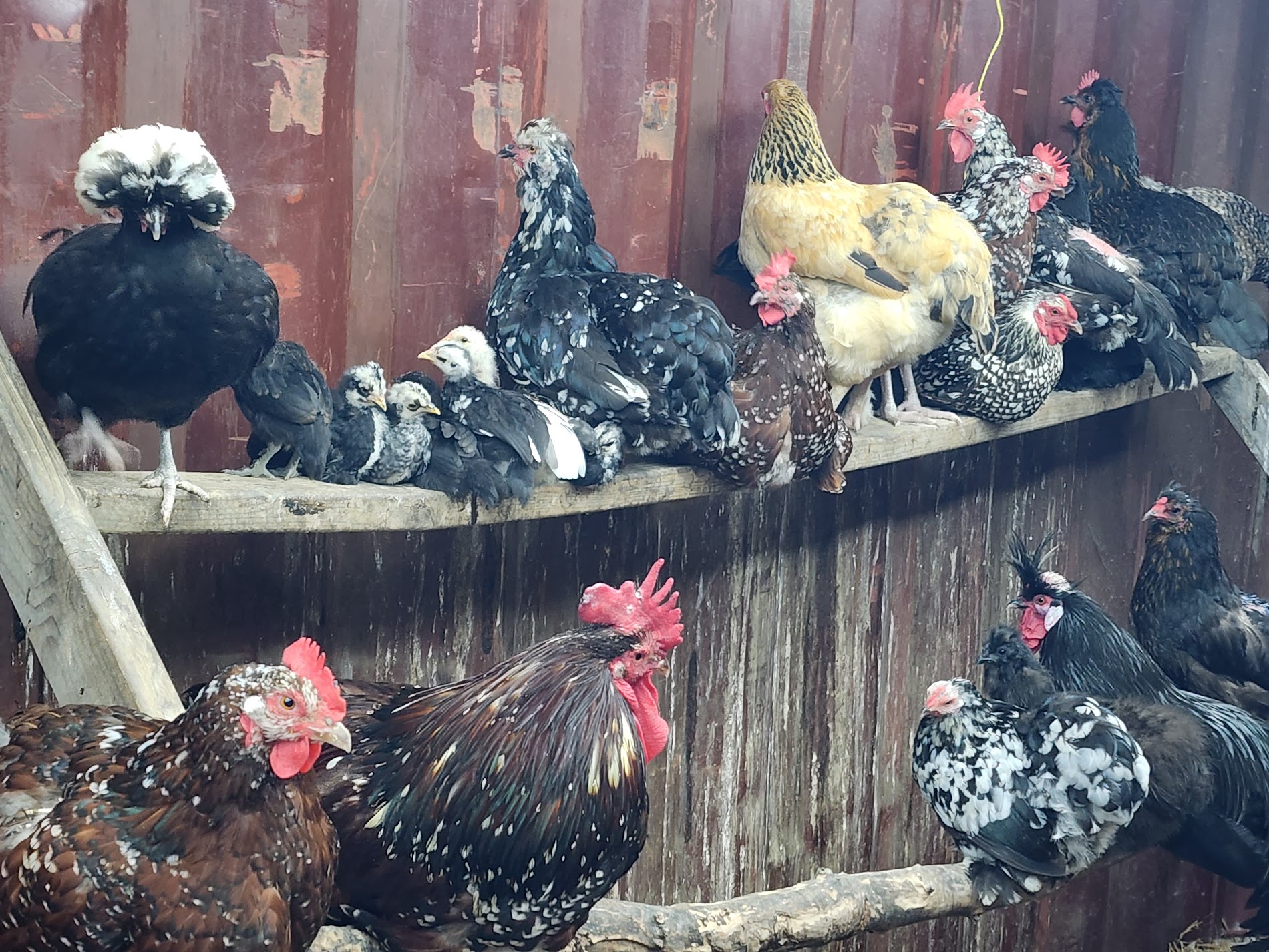 Backyard farm